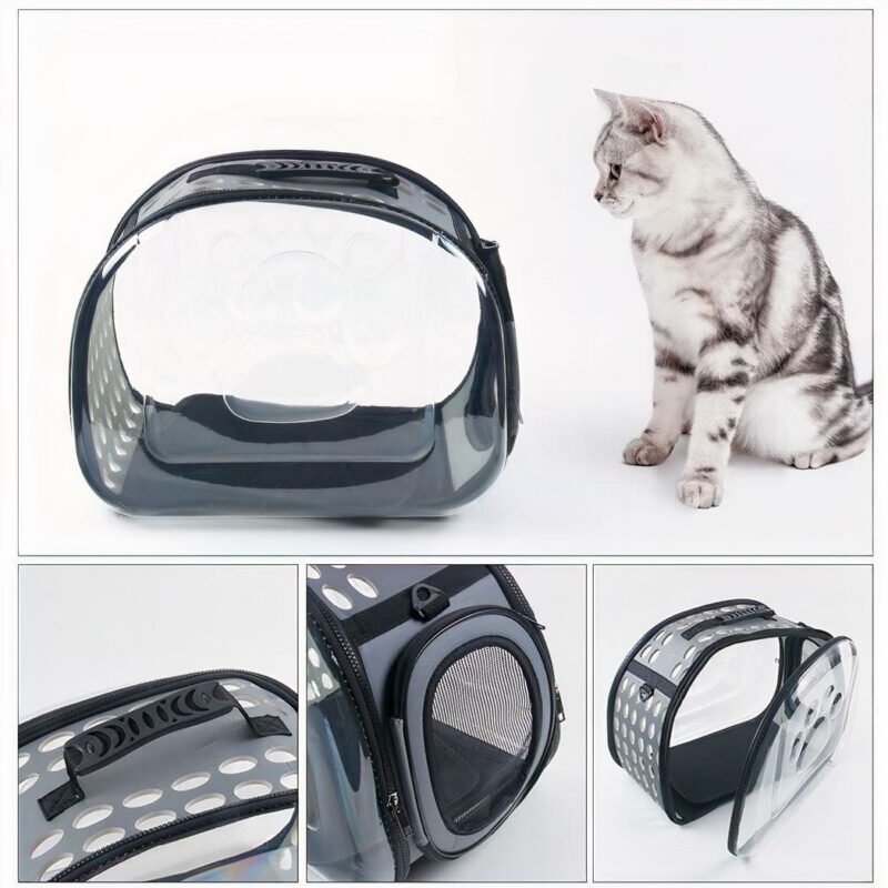 Chat Chien