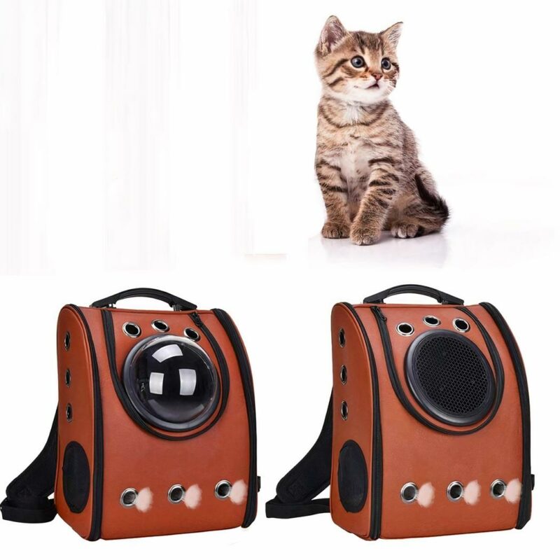 Chat Chien
